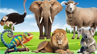 Learning Animal Sounds - Chameleon, Koala, Monkey, Ostrich, Lion, Elephant, Sheep, Turtle