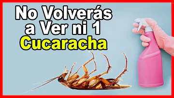 ¿Cómo hacer para que no vuelvan las cucarachas?