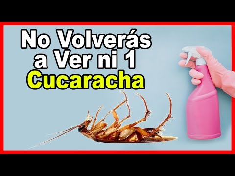 Video: Los mejores remedios probados para cucarachas