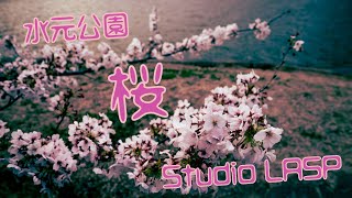 桜 水元公園 Studio Lasp Lasp Inc.　Shibamata, Tokyo