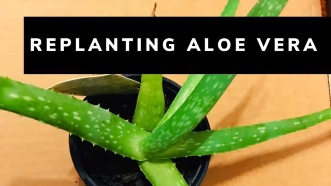 How Move Aloe Vera In Bigger Pot Youtube