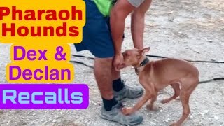 Pharaoh Hounds Declan & Dex. Recalls Training