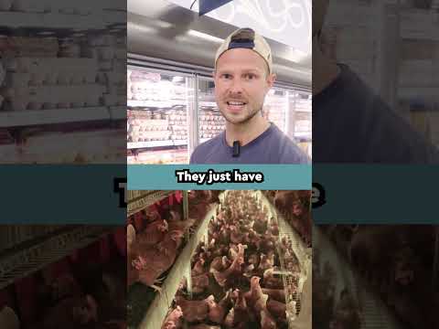 Which Eggs Are