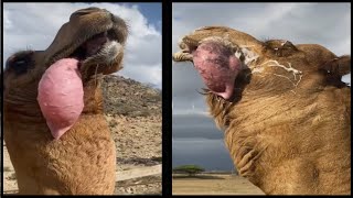 Beautiful Camels Extraordinary Animals