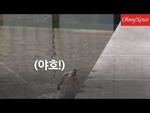 &amp;quot;야호, 시원하다&amp;quot; <strong>초여름에</strong> 물놀이하는 참새