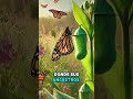 El viaje generacional de la mariposa monarca 🦋