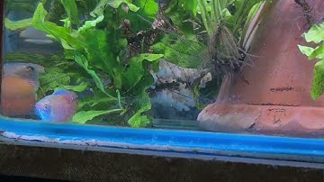 Lần đầu nuôi cá sặc gấm (sặc lửa)