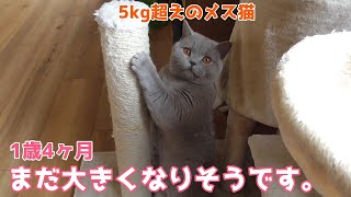 【体重測定】1歳を過ぎてもゆっくりと成長中の猫【ブリティッシュショートヘア】