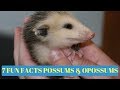 7 Fun Facts About Possums & Opossums