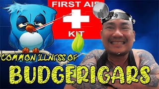 Common Illness Of Budgerigars