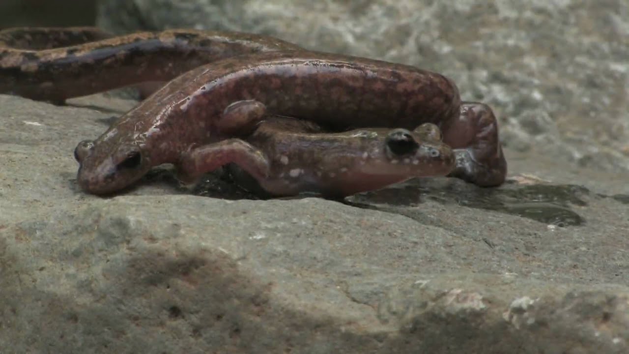 Уссурийский тритон (Onychodactylus fischeri) Far eastern lungless salamanders