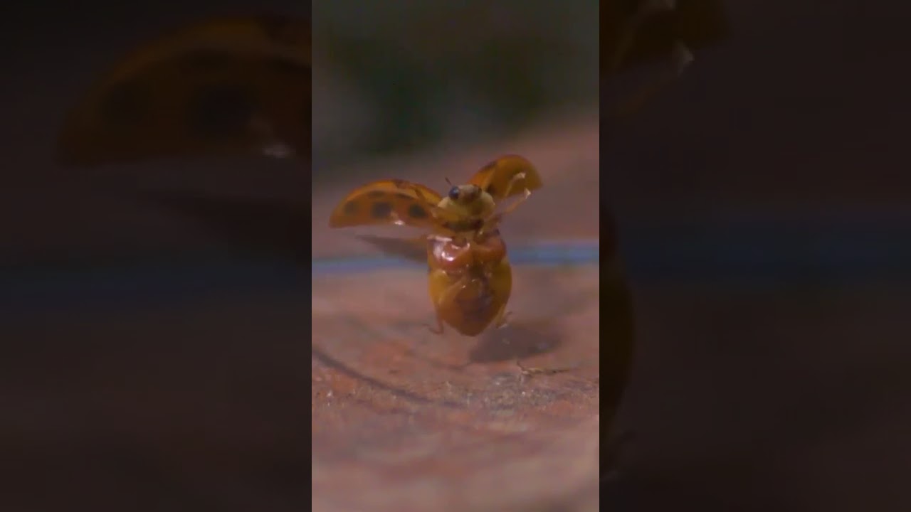Wow.. Lady beetle taking off in slow motion