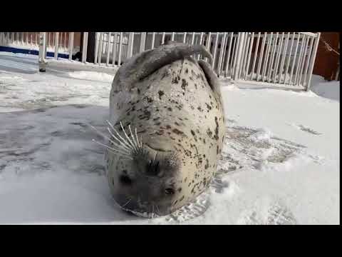 Hiyori seal slapping belly! Cute!