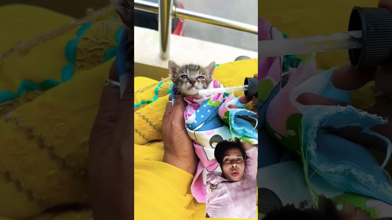 cute cat ko fever Ho Gaya #cute #minivlog #ytshorts #youtubeshorts #bestyoutuber #newyoutuber