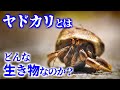 ヤドカリとはどんな生き物なのか?/その生態や習性について【ゆっくり解説】