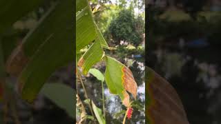 Increíble manantial #veracruz #mexico #viajes #shorts #alvarado