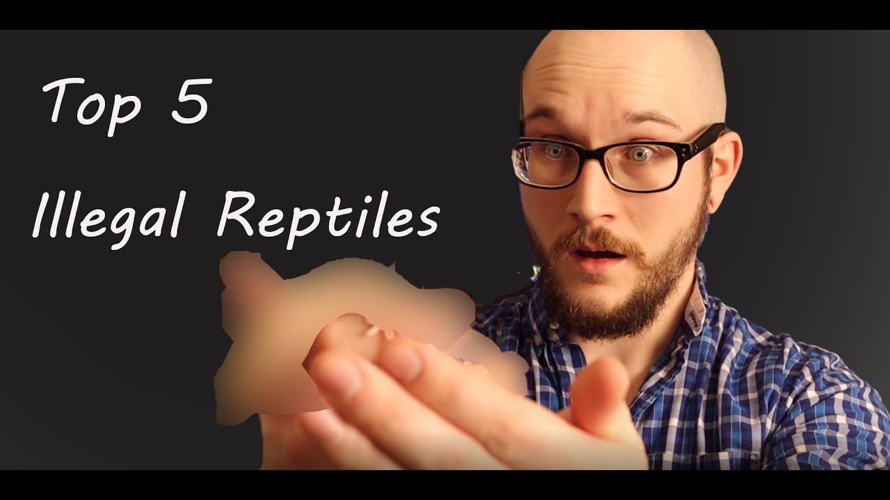 The Top 5 Most Illegal Reptiles In The World Part 1 YouTube
