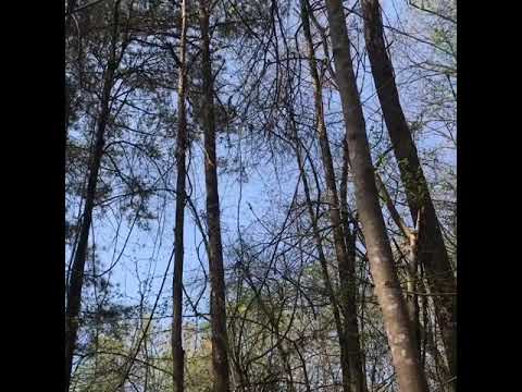 Pulling dead trees with rope and truck