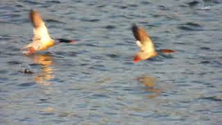 Scaly-sided Merganser
