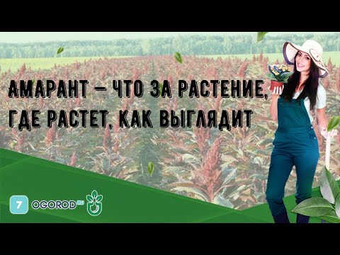 Видео: Как выглядит амарант?