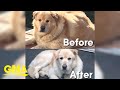 Joyful golden retriever has a new leash on life after losing 100 pounds in one year   gma digital