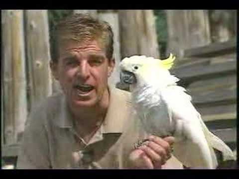 triton cockatoo lifespan triton cockatoo lifespan