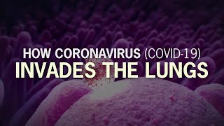 How Coronavirus (COVID-19) Invades the Lungs