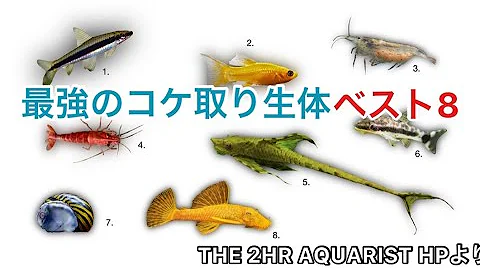 オスカーと苔取り貝の相性