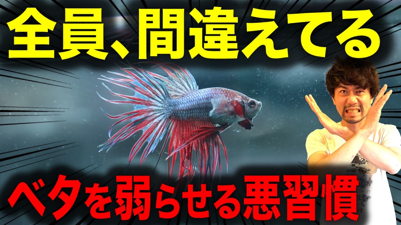 【全員注意】ベタのフレアリング、目的別に正しい方法と頻度をプロ解説