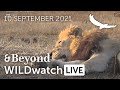 WILDwatch Live | 10 September, 2021 | Morning Safari | South Africa