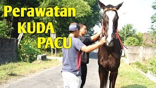 Perawatan Sehari hari Kuda Pacu ( Black Horse )