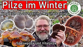 Speise-Pilze und Vital-Pilze im Winter -  Muschelseitling und Austernseitling im Vergleich