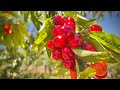 CHERRY PICKING | Family Weekend Bonding