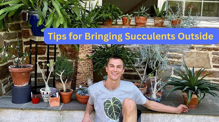 How to Bring SUCCULENTS Outside Correctly for Summer - Top 3 Tips - DayDayNews