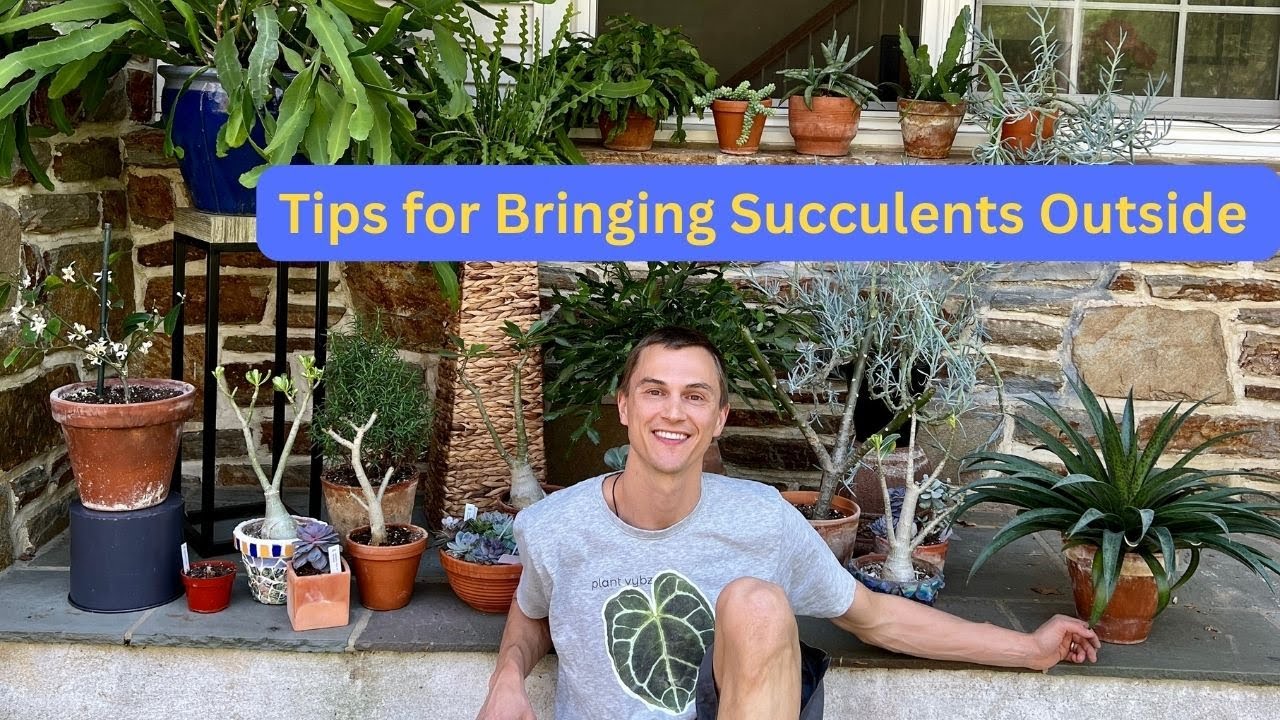 How to Bring SUCCULENTS Outside Correctly for Summer - Top 3 Tips - YouTube