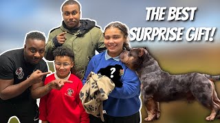 LV GENERAL Surprise Puppy From The Best Merle Tri Pocket Bully In The UK | EP. 35