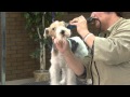 Grooming the Pet Wire Fox Terrier with Lisa Leady