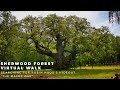 Sherwood forest virtual walk - searching for Robin Hood's hideout "The Major Oak"