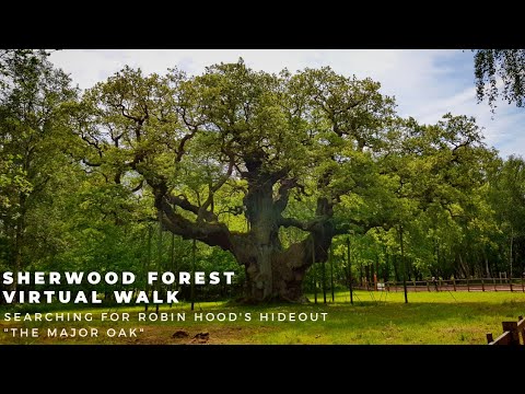 Sherwood forest virtual walk - searching for Robin Hood's hideout 
