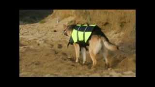 German Shepherd playing, Kodas First Time at the Beach!!