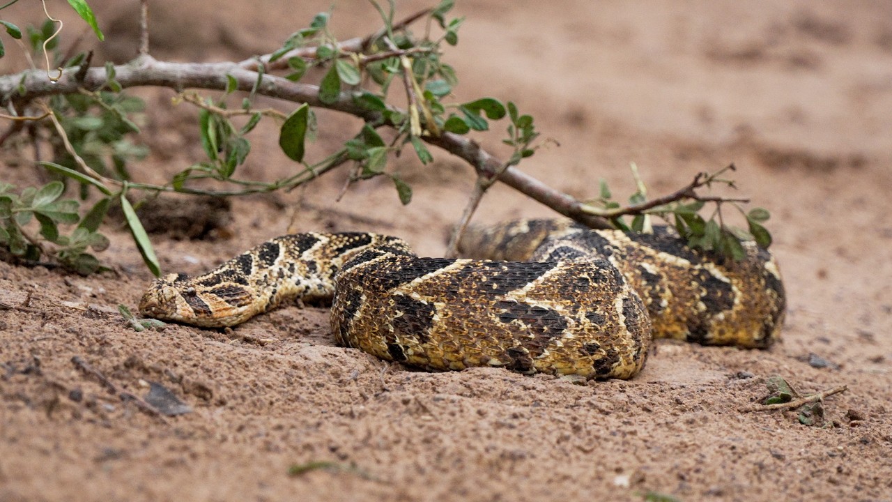 Danger lies low with snakes on the move