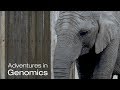 The Elephant in the Room: The Curious Case of the Elephant Superpower | Adventures in Genomics