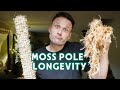 How long does a moss pole last   lets talk longterm use of a moss pole