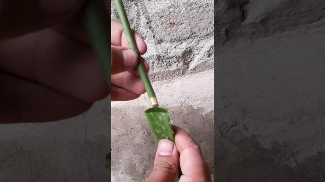 The Best Way To Grow Roses Not Everyone Knows - Growing Roses From Cuttins