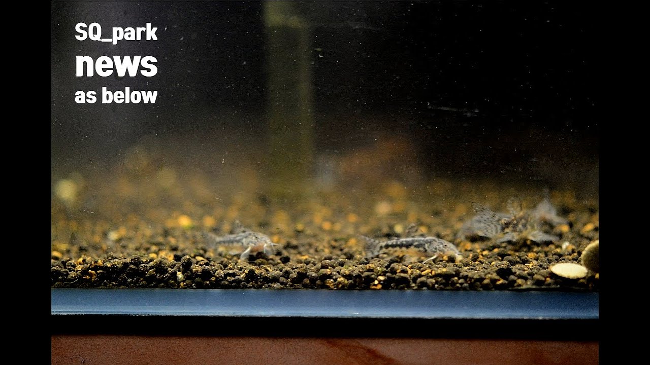 10 Jul 2025(feat, Aspidoras brunneus)