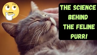 Why Cats Make A Purring Sound (And How It Happens)