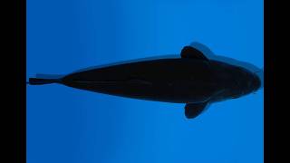 Koi Auktion Dainichi BlackDiamond Nisai BlackZeus female 59cm NN04-2343