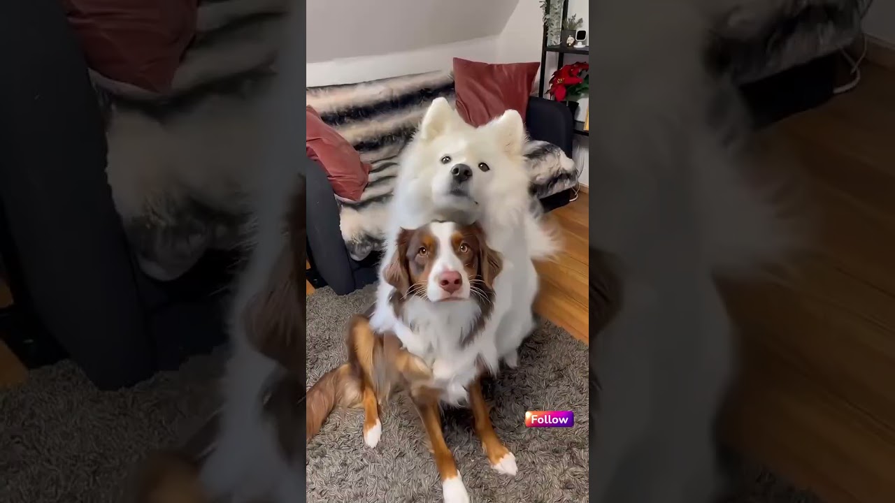 🐒😆 "Monkey Business: Silly Primate Shenanigans!" 🙈🍌 