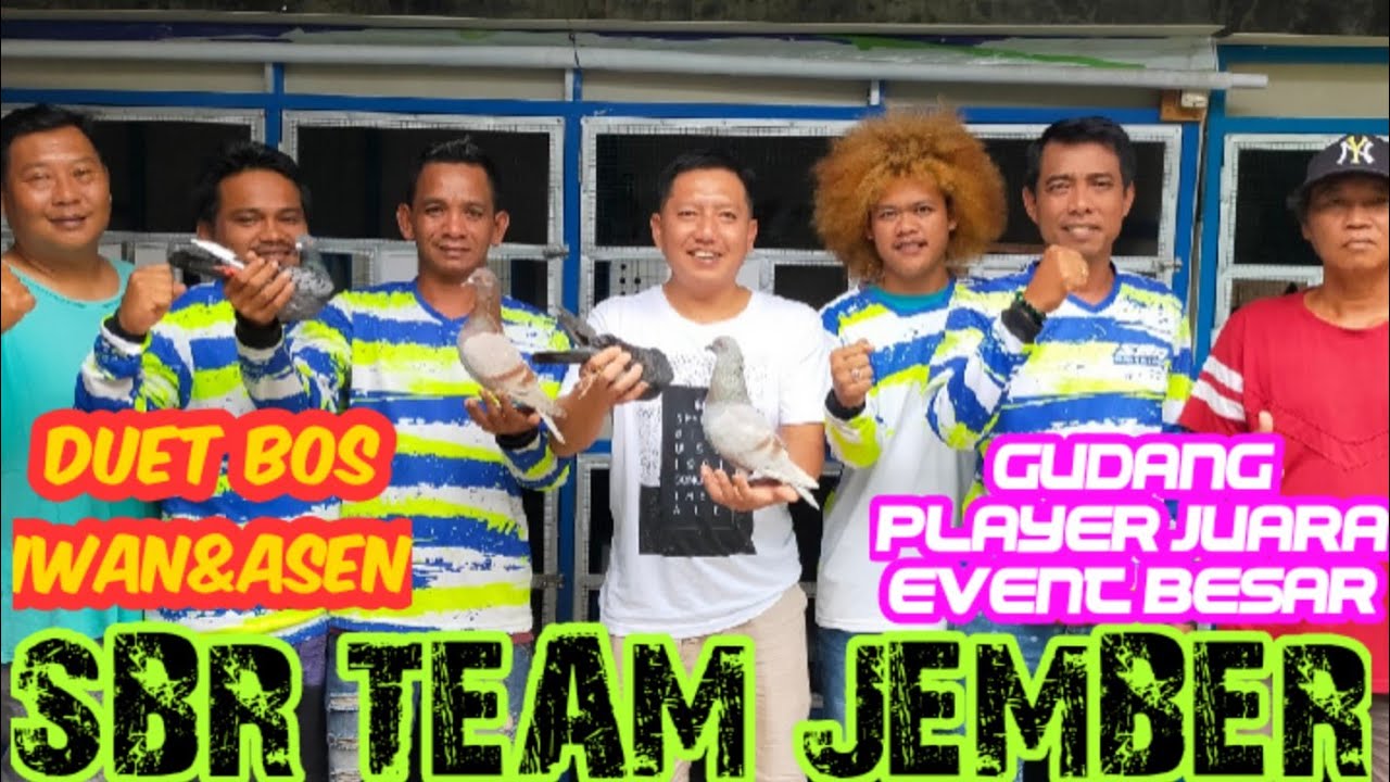 BONGKAR KANDANG SBR TEAM JEMBER