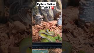 The Green Tree Python was angry after an exam! #youtubeshorts #shorts #snake #reptiles #animal Profile